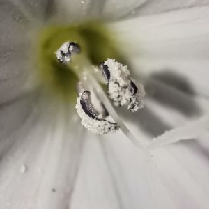 LilScope 10-fach Linse