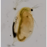 Daphnia magna