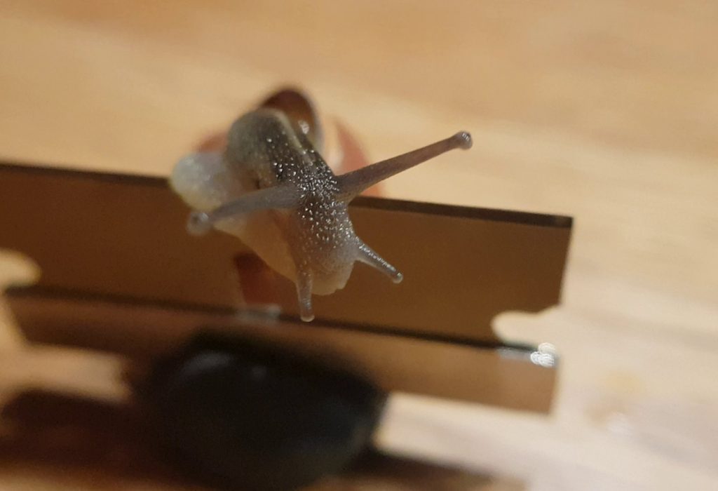 Schnecke auf RASIERKLINGE ! Schnecke auf RASIERKLINGE !