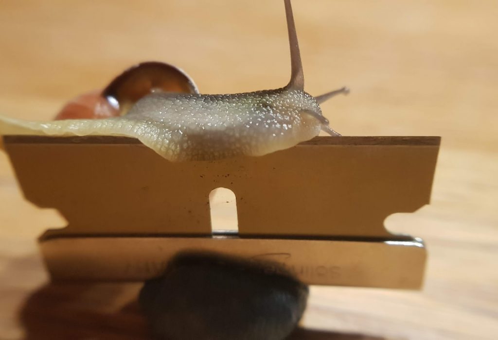 Schnecke auf Rasierklinge 2 Schnecke auf Rasierklinge 2