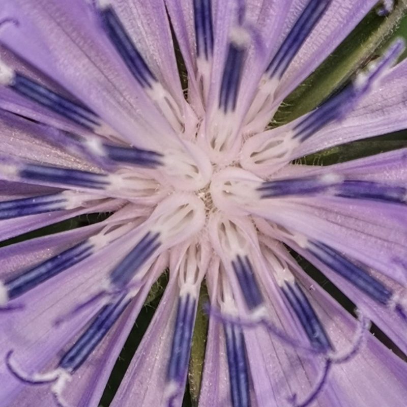 Wegwarte Makro Focus Wegwarte mit LilScope Makrolinse fotografiert.