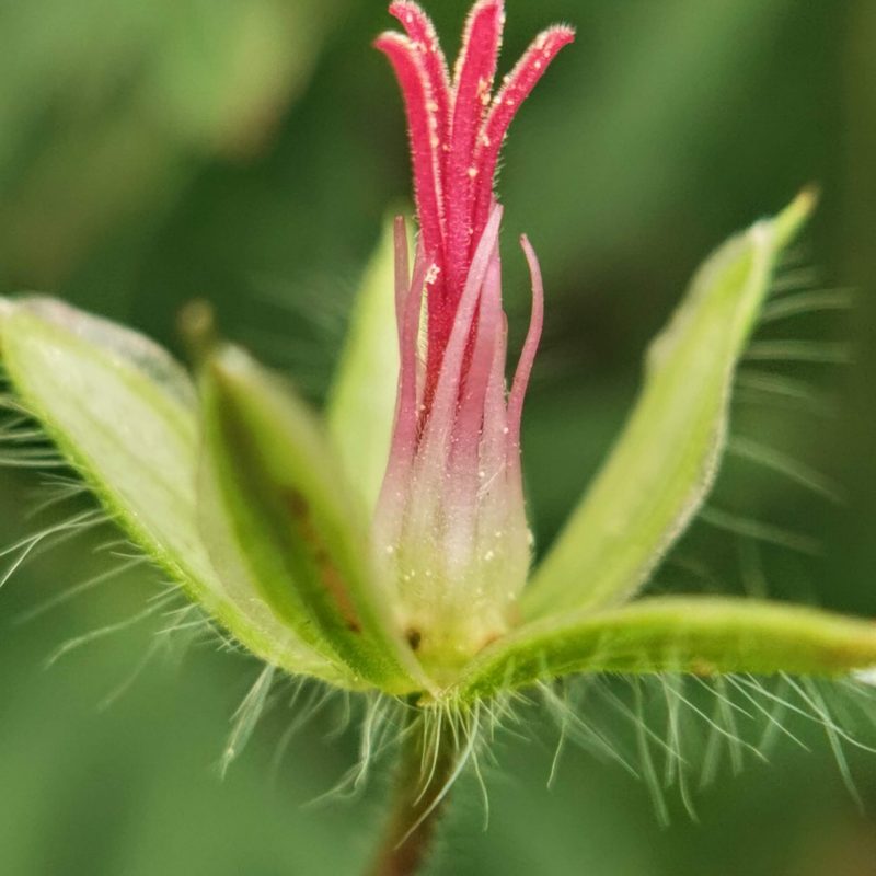 Makro Strochschnabel Makro von einer abgeblühten Storchschnabel-Blüte