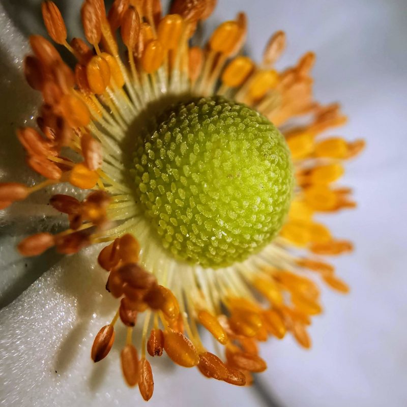 Blüte Makrofoto Blüte Makrofoto