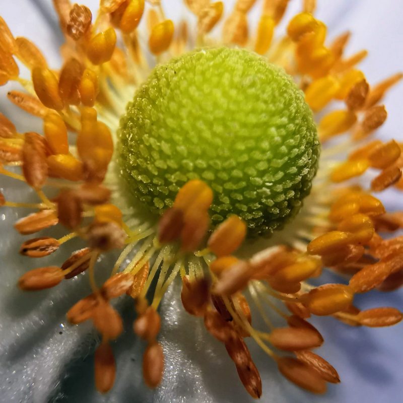 Blüte Makro Makrofoto von Blüte