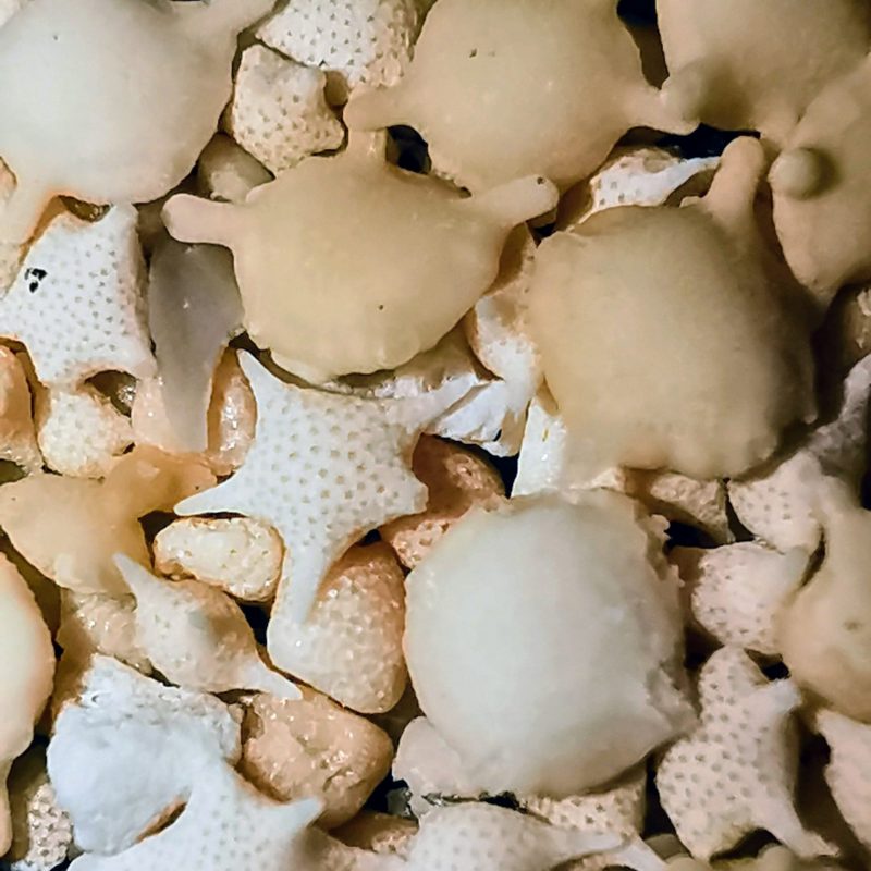 Sternensand Okinawa Foraminiferensand
