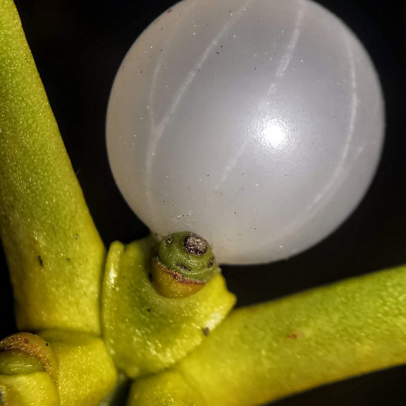 Mistelfrucht Mistelfrucht mit der Handy-LED beleuchtet.