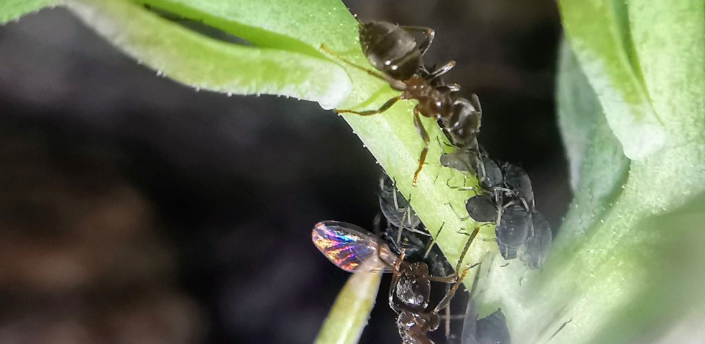 ameisen blattläuse groß ameisen blattläuse groß